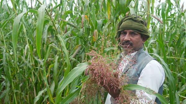 Young indian farmer standing at green millet or sorghum agriculture field.