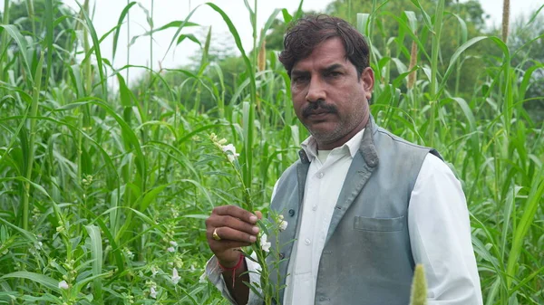 Young Indian Farmer Standing Green Sesame Agriculture Field — Foto de Stock