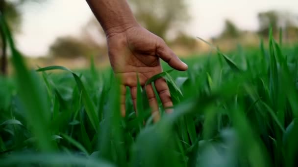 Çiftçi Filizleri Kontrol Eder Tarım Endüstrisi Çiftçiler Verimli Topraklarda Buğday — Stok video
