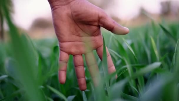 Green Wheat Seedlings Hands Farmer Male Farmer Looking Produce Harvesting — Stock Video