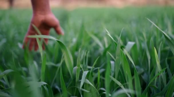 Farmář Dotýká Své Plodiny Rukou Zeleném Pšeničném Poli Koncepce Ekologického — Stock video
