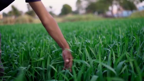 Petani Menyentuh Tanamannya Dengan Tangan Ladang Gandum Hijau Pemanenan Konsep — Stok Video