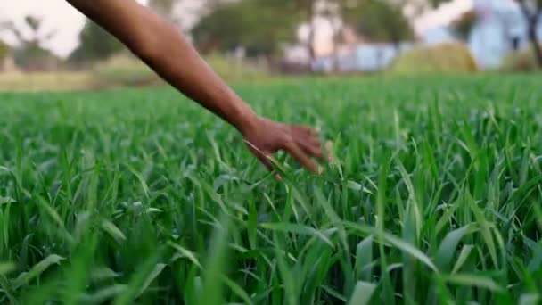 수확하기 농작물을 살펴보는 생태학 — 비디오