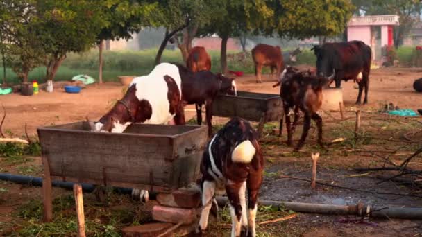 Animales Carneros Ovejas Vacas Cabras Paddock Bajo Supervisión Pastor Campo — Vídeos de Stock
