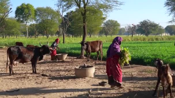 Keçi Inek Çiftliğinde Açık Ahırda Çalışan Yaşlı Bir Kadının Taze — Stok video