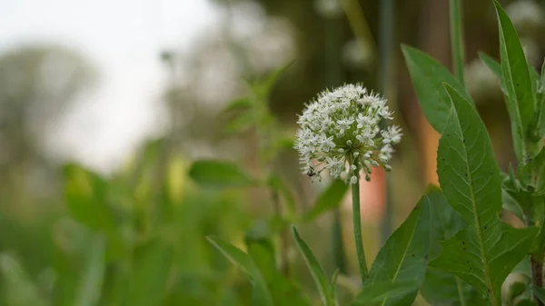 Blooming onion flower head in the garden. Agricultural background. Green onions. Spring onions or Sibies. Summertime rural scene. White flowers .