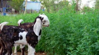 Yazın yonca çiftliğinde otlayan üç keçi yavrusu. Hindistan 'ın kırsal kesimlerinde. Bebek LaMancha keçileri ya da Alfalfa bitkilerinin yeşil yapraklarını yiyen Buckling 'ler..