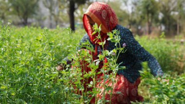 Çiçek açan yonca, tıbbi amaçlı sativa ya da Lucerne mavi çiçekleri olan tarımsal alanda çalışan bir kadın.
