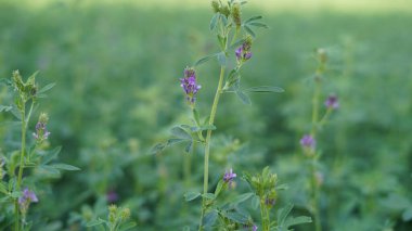 Yeşil bahar doğası. Lucerne yiyecek mahsulü. Tarım alanı. Alfalfa bitkisi altın bokeh güneş ışığı merceğinde büyüyor..