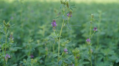 İzole yonca çiçeği. Alfalfa, Medicago sativa, diğer adıyla lucerne, bezelye familyasından bir bitki türü..