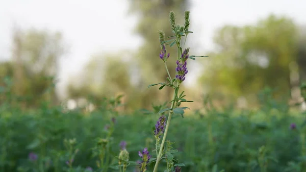 purple flowers of alfalfa plant, A vertical closeup of an Alfalfa plant on a blurred background