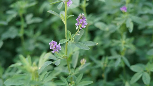 Medicago Sativa Alfalfa Lusern Blom Alfalfa Den Mest Odlade Foderbaljväxter — Stockfoto