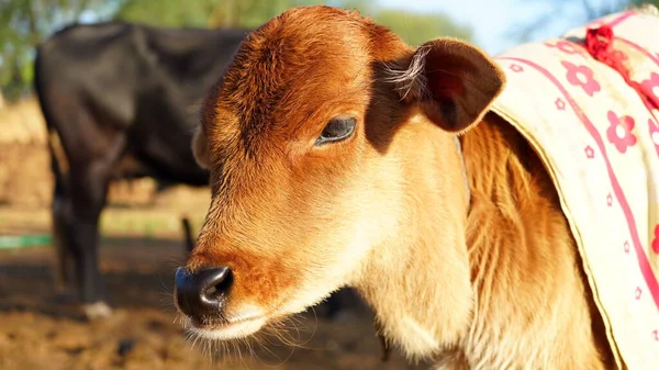 Cow Calf face , selective focus. Close up view of a cow calf enjoying outdoors at the farm.