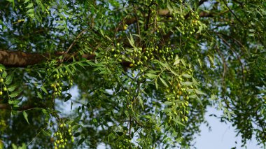 İlaç yaprakları ve arka planda meyveler. Taze Neem ya da azadirachta meyvesi doğada yaprağı olan ağaçta..