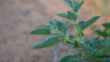 Withania somnifera, genellikle ashwagandha, Hint ginsengi, zehirli Bektaşi üzümü veya kış kirazı olarak bilinir..