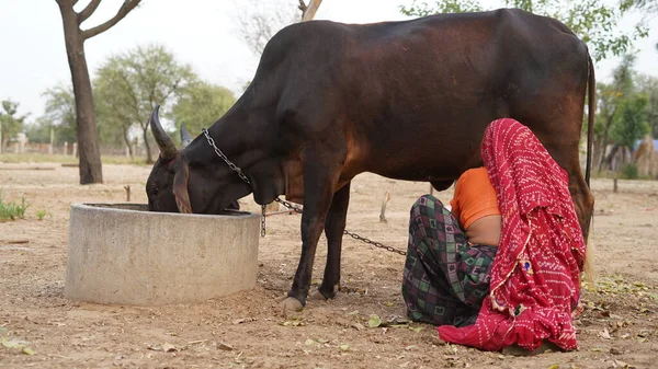 村の女性はスチールバケツで牛を搾乳します 牛乳と牛乳のプロセスは 健康のために非常に利点 — ストック写真