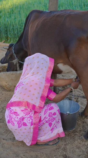 Woman milking cows in the village, cow eating feed and background near large green agriculture.