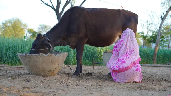 stock image Animal farm, a woman milking cow in village, near large and open sky, green agriculture.