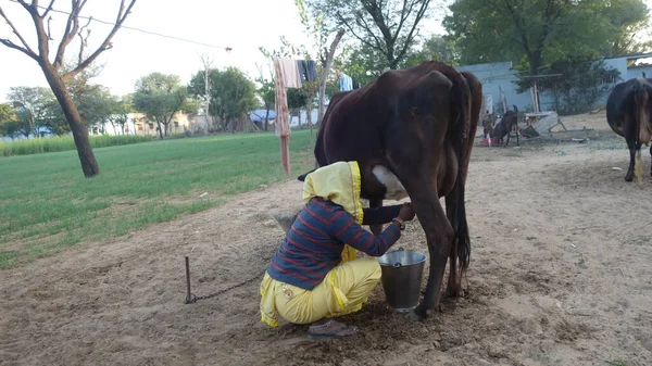 stock image Indian young woman milking a black and white cow near the green agriculture.