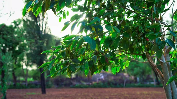 Экзотические Свежие Листья Syzygium Cumini Называют Индии Деревом Джамуна — стоковое фото