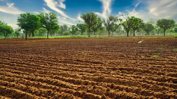 Zomer Boerderij Veld Klaar Voor Nieuwe Aanplant Seizoen Landbouw Landbouwindustrie — Stockfoto