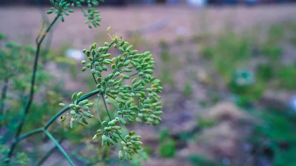 Čerstvý Kopr Nebo Anténní Graveoleny Rostoucí Rostlinném Lůžku Roční Bylina — Stock fotografie