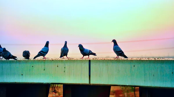 Homing Pigeons Sitting Roof House Sunset Sky Flock Pigeons Symbol — Stock Photo, Image