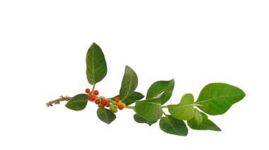 Beyaz arka planda izole edilmiş yeşil ve kırmızı meyveler veya tohumlar ile.