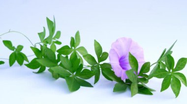 Ipomoea purpurea, çiçekli Morning Glory. Kapatın. Beyaz arka planda rüzgarda sallanan Ipomoea çiçeği..