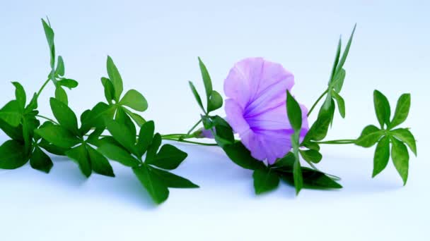 Ipomoea Purpurea Λουλούδι Morning Glory Από Κοντά Ipomoea Λουλούδι Ταλαντεύεται — Αρχείο Βίντεο