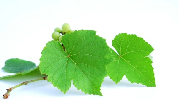 Fresh Green Grapes Isolated White Background — Stock Video