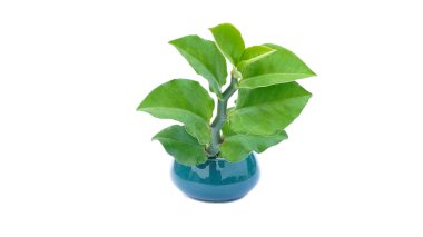 Small 's Redbird Flower ya da Euphorbia Tithymaloides' in Kapanış ve Seçici Odak Noktası