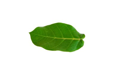 Beyaz arka planda izole edilmiş kalotropis dev çay veya dev calotrope yaprağı.