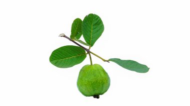 Beyaz arka planda taze ve organik guava. Sağlıklı gıda konsepti.