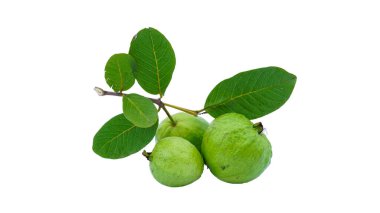 Beyaz arka planda izole edilmiş taze yeşil yapraklı organik lezzetli guava meyveleri, kırpma yolu, kesilmiş.