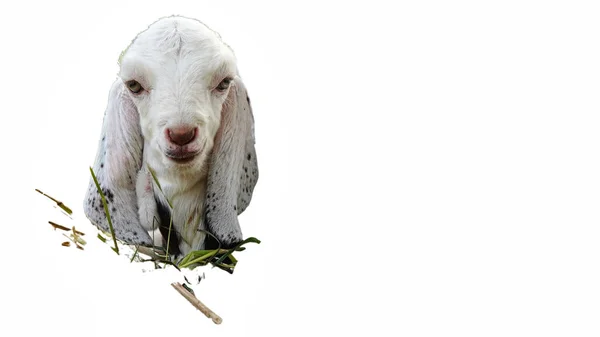 Domestic Beetal Goat Its Scientific Name Capra Hircus Isolate White — Stock Photo, Image