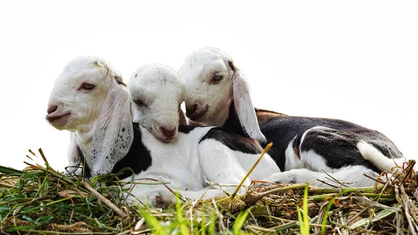 Tres Niños Domésticos Beetal Cabra Relajante Nombre Científico Capra Hircus — Foto de Stock