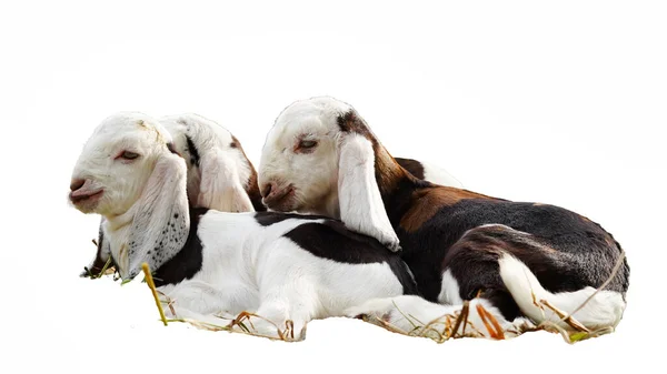 Cabritinho Quinta Dormir Sobre Palha Cabras Bebê Dormindo Feno Fazenda — Fotografia de Stock