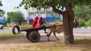 Kırsal yaşam tarzı, kırsal yaşam tarzı, iki Hintli Asyalı kadın öküz arabası sürüyor ve otoyola yakın çiftliğe gidiyorlar..
