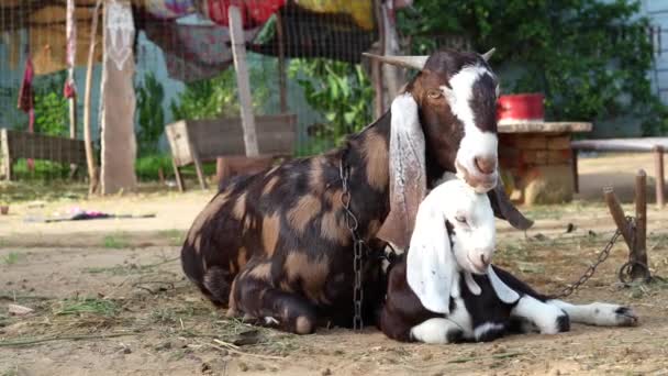 Λευκό Κεφάλι Κατσίκας Capra Hircus Χαλάρωση Μια Φάρμα Ζώα Αγρόκτημα — Αρχείο Βίντεο