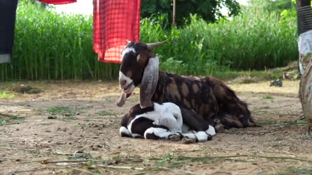 Cabra Relajante Con Los Niños Ganado Animal Moderno Cabra Relajarse — Vídeo de stock