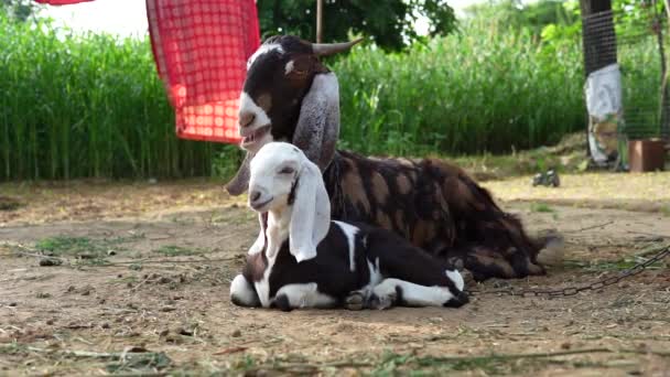 Weißkopfziege Capra Hircus Entspannt Auf Einem Bauernhof Hintergrundthema Nutztiere Thema — Stockvideo