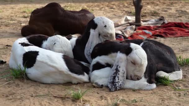 Trois Chèvres Relaxant Sur Sable Une Famille Chèvres Domestiques Étendu — Video