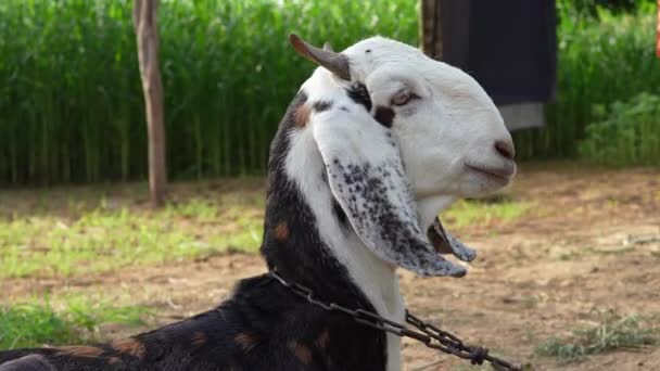 Bílá Hlava Koza Capra Hircus Relaxaci Farmě Zemědělská Zvířata Pozadí — Stock video