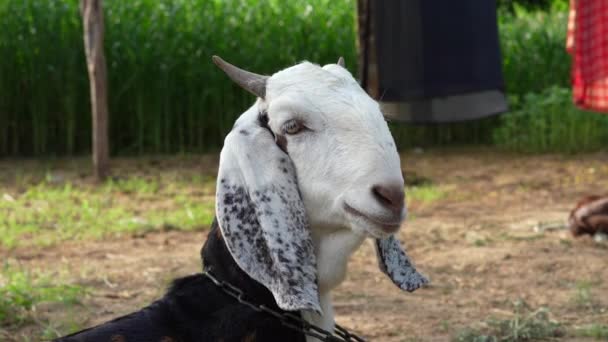 White Brown Domestic Goat Long Steep Horns Yellow Eyes Tied — Stock Video