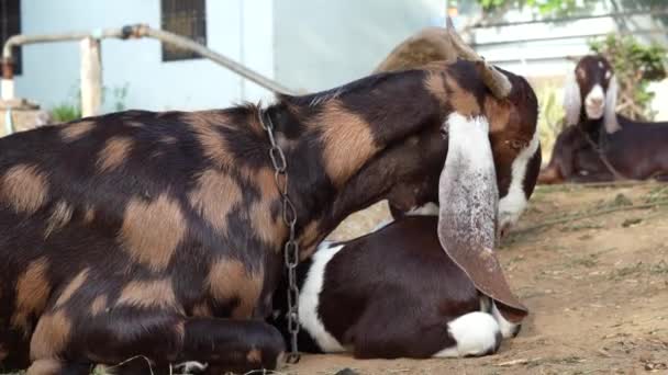 Profil Chèvre Une Chèvre Domestique Sur Une Chaîne Détente Dans — Video