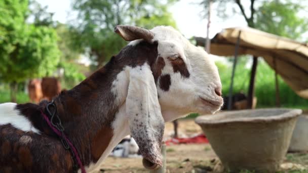 Λευκό Κεφάλι Κατσίκας Capra Hircus Χαλάρωση Μια Φάρμα Ζώα Αγρόκτημα — Αρχείο Βίντεο