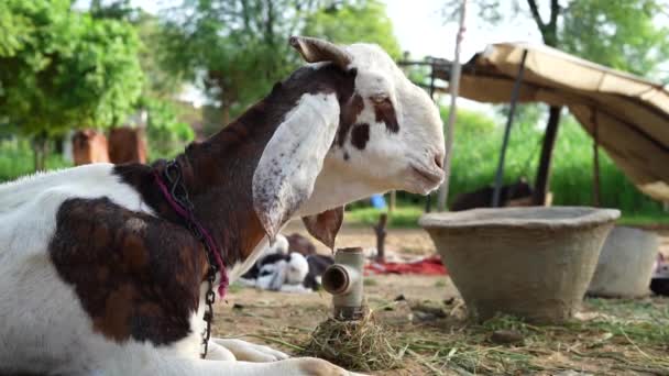 Goat Ruminant Outdoor White Brown Domestic Goat Long Steep Horns — Stock Video