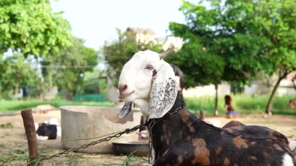 Chèvre Blanche Capra Hircus Relaxant Dans Une Ferme Animaux Ferme — Video