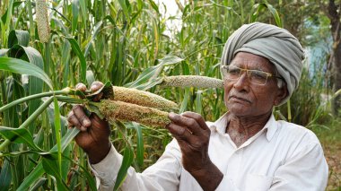 Bajra ya da inci darı hastalıkları, böcek ya da tırtıl gösteren çiftçi. Ölümcül tırtıl hasar görmüş. Bajra ya da inci darı hasadı..